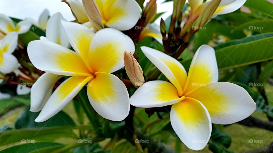 Close-up of a white flowers