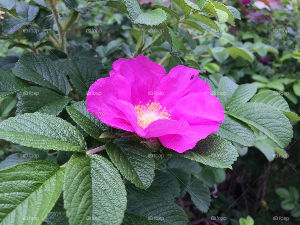 Wild Roses 