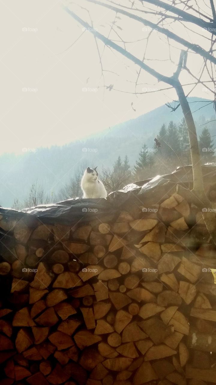 The cat in Karpaty 