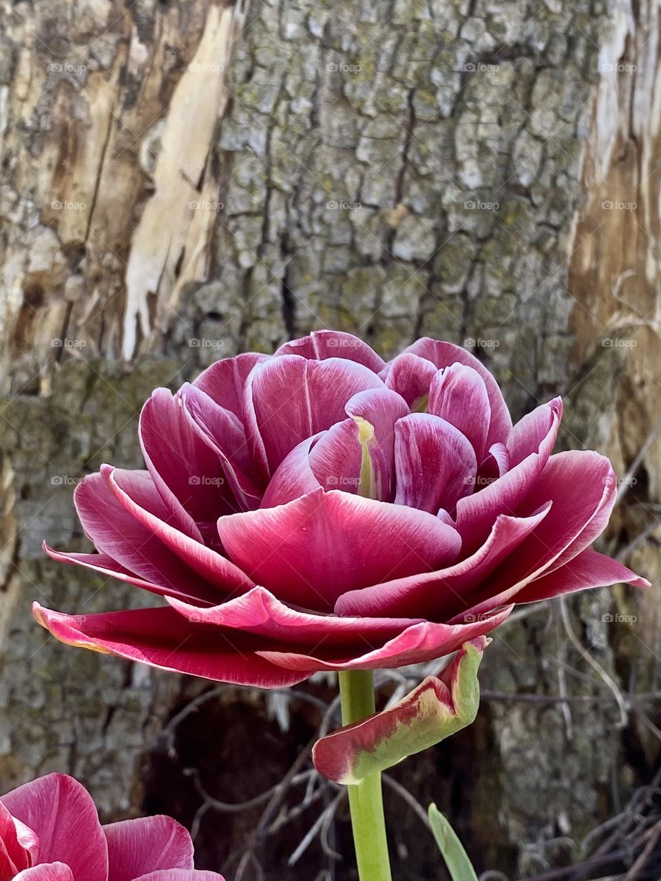 A bright pink tulip growing in front of a tree stump
