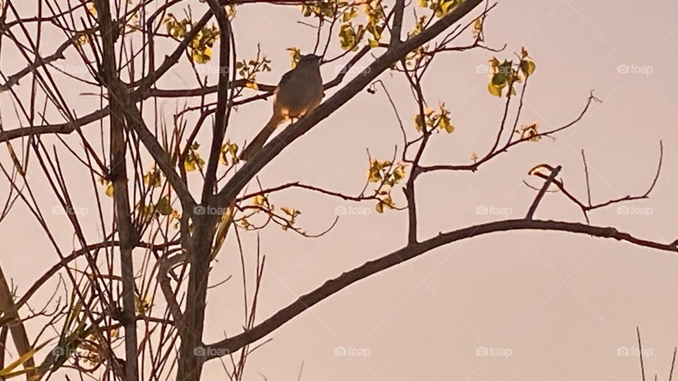 Orange yellow backlit Sky. Sundown not much reflections water. No intense moments with this Sunset. Atmosphere already chilled from strong Cold Front earlier this mockingbird perched on branch I’m sitting right under taking portraits of this bird.