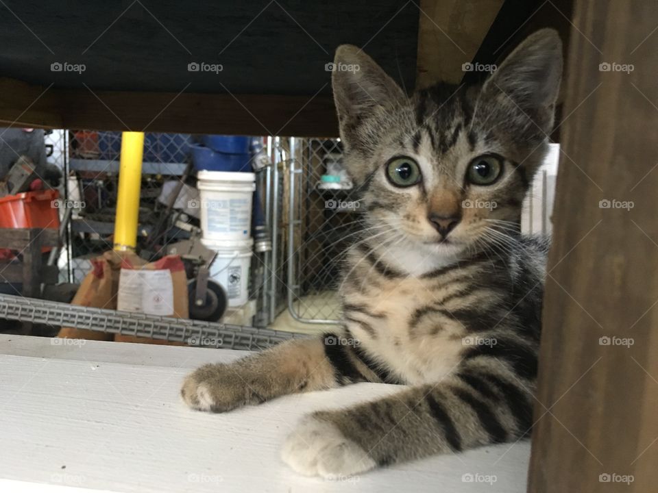 Adorable little striped kitten relaxing 