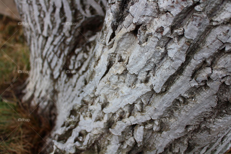 Bark of white tree