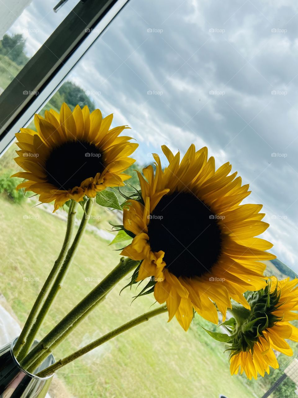 🌻
