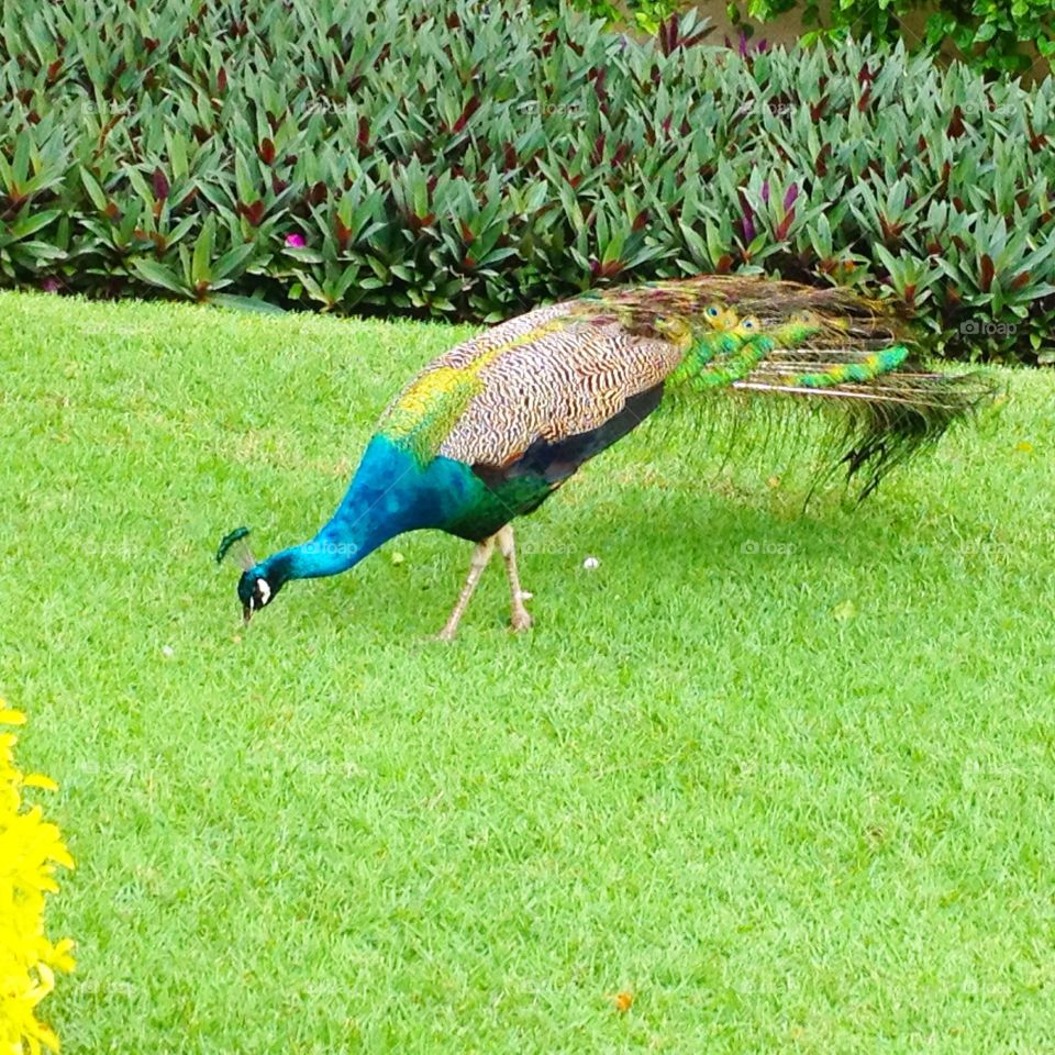 Peacock
