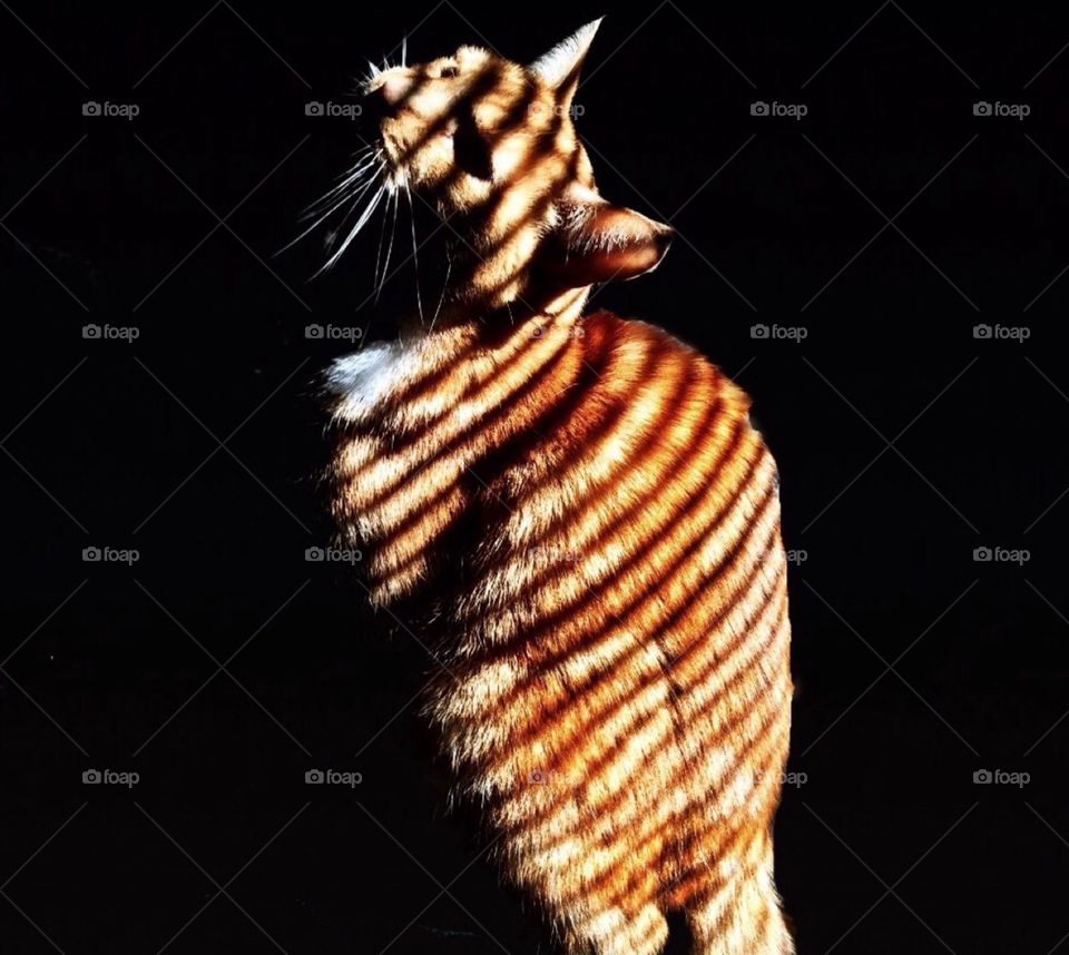 Shadow tiger