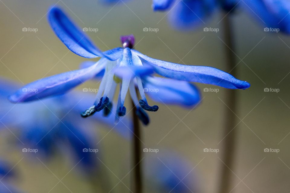 Blue snowdrop