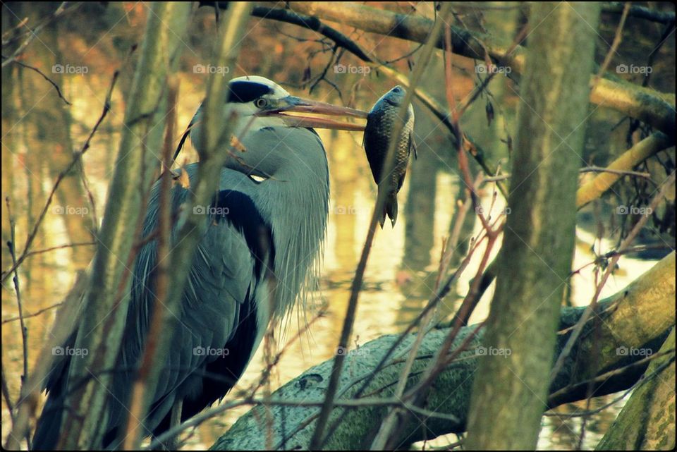 nature lake egret heron by jootto