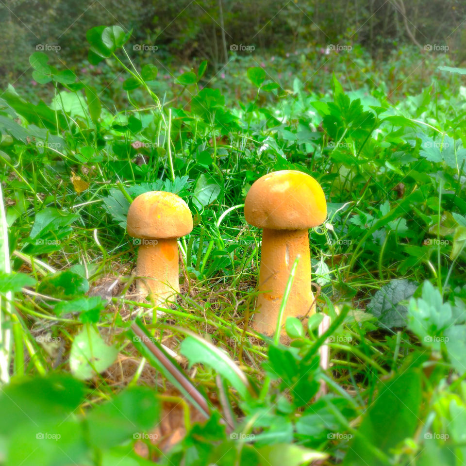 Aksamitniak zlocisty