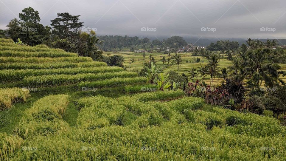 Jatiluwih Rice Terraces in Bali, Indonesia