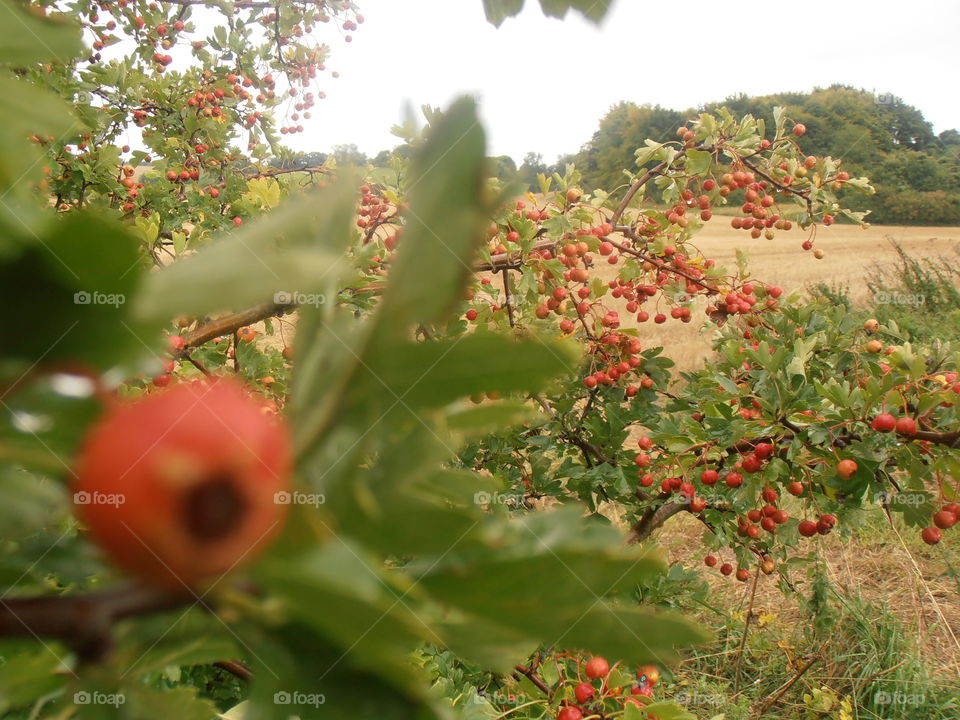 Summer Berries