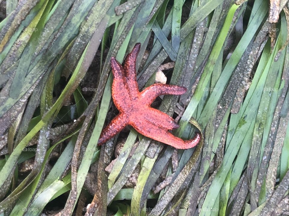 A mutated six legged starfish on the beaches on Nusa Dua, Bali, Indonesia. 