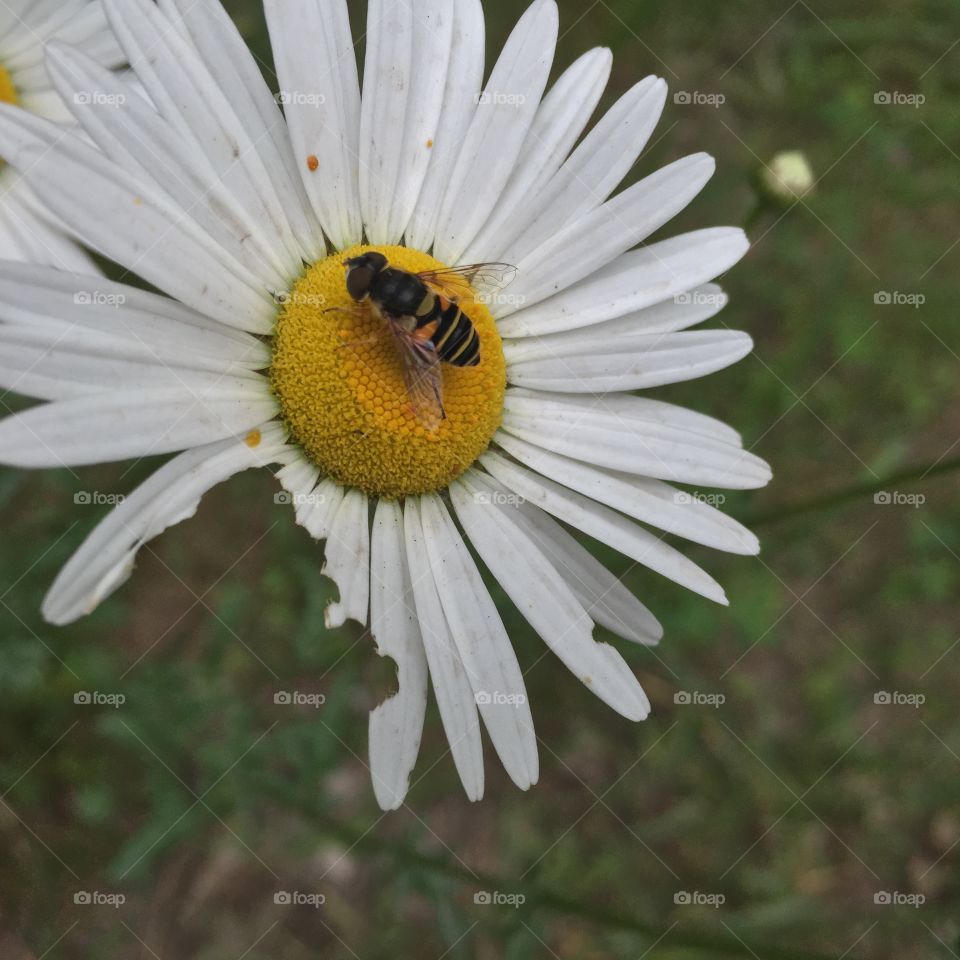 Daisy, daisy. Bee on a chewed-up daisy