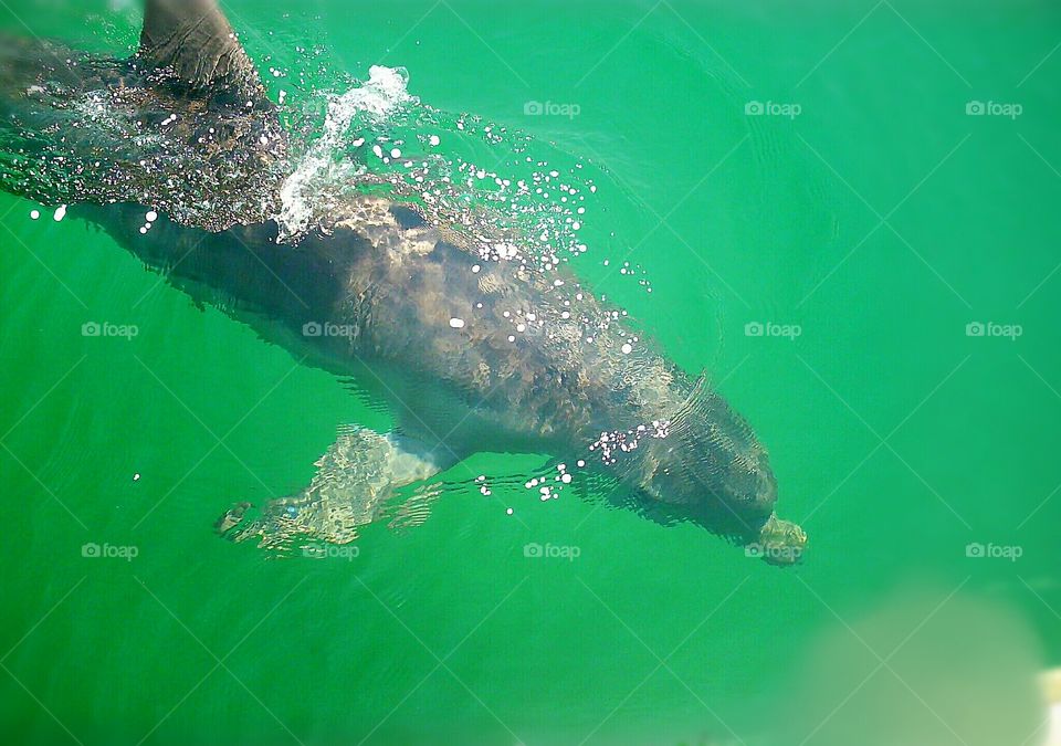 Dolphin in the Ocean. So beautiful and so natural. The water is gorgeous.