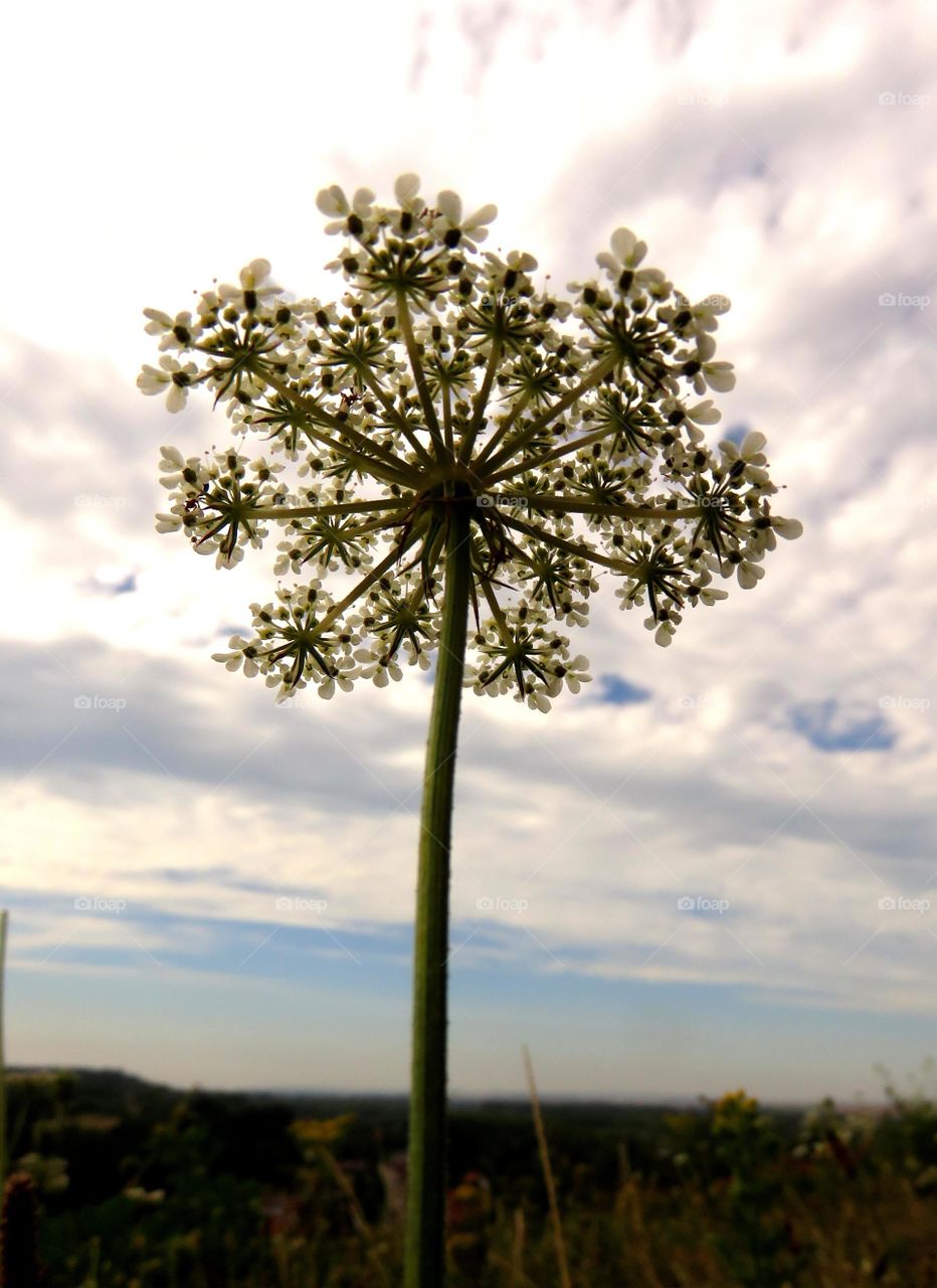 beautiful plant in the sky