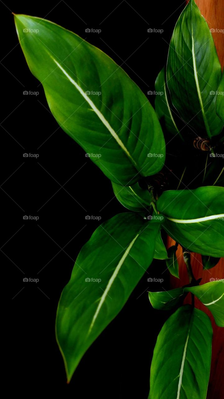 Beautiful Dieffenbachia plant in dark background