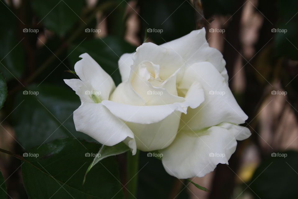 White rose with a hint of green tint on the interior of the petals 