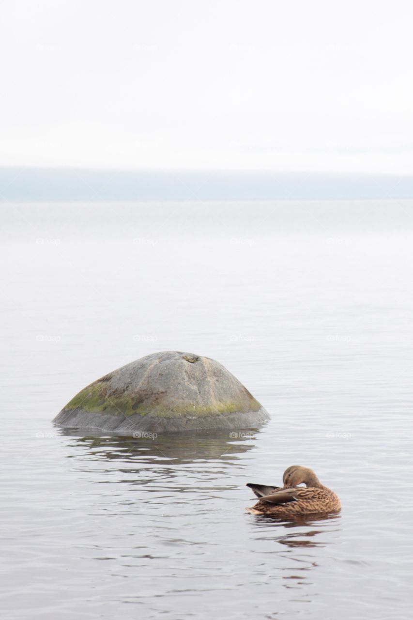 Bird in lake