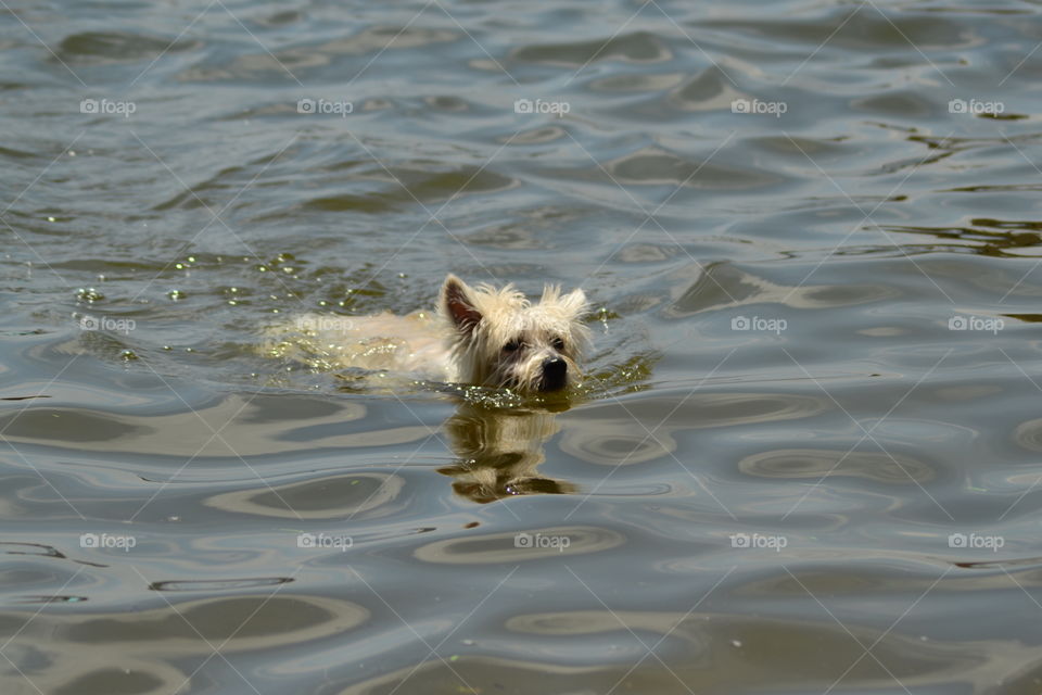 Westie swimming in the lake