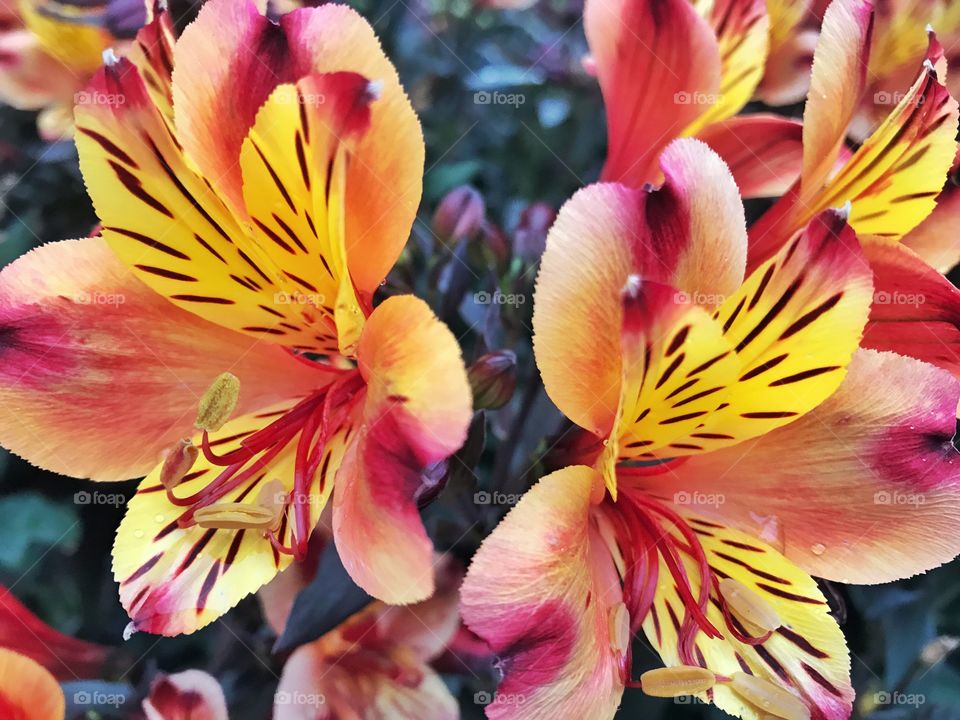 Yellow and orange Alstroemeria flowers 