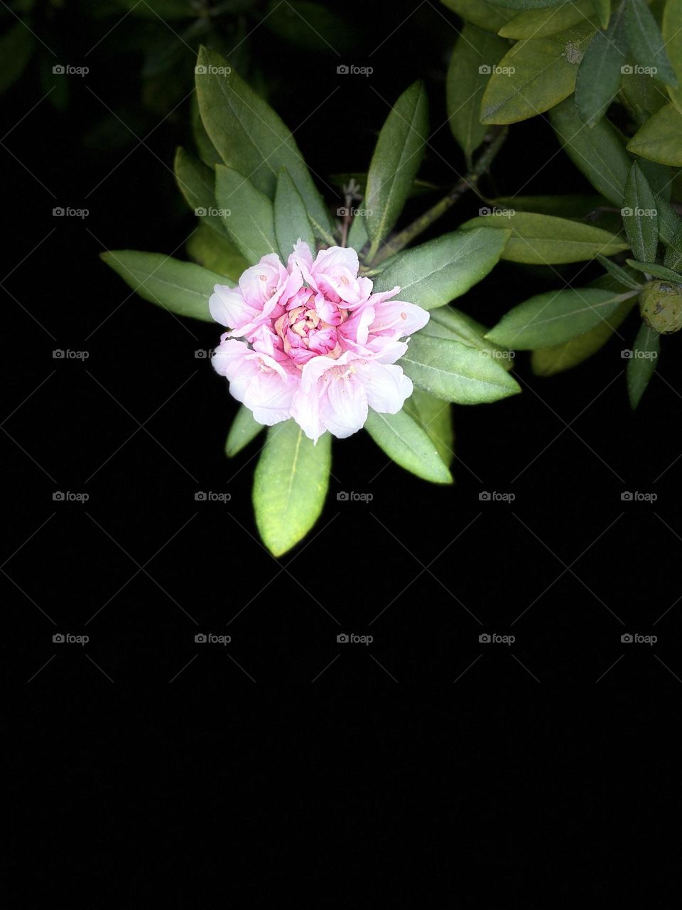 Spring is in the garden full of rhododendron, pink, beauty