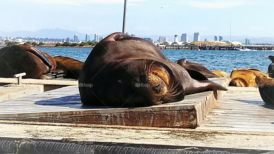 Close-up of resting seal