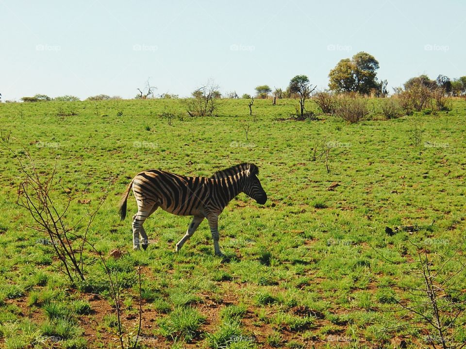 Zebra in the Wild