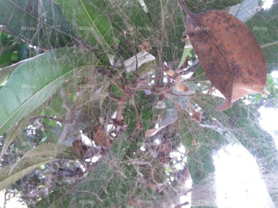 Spider web in mango tree