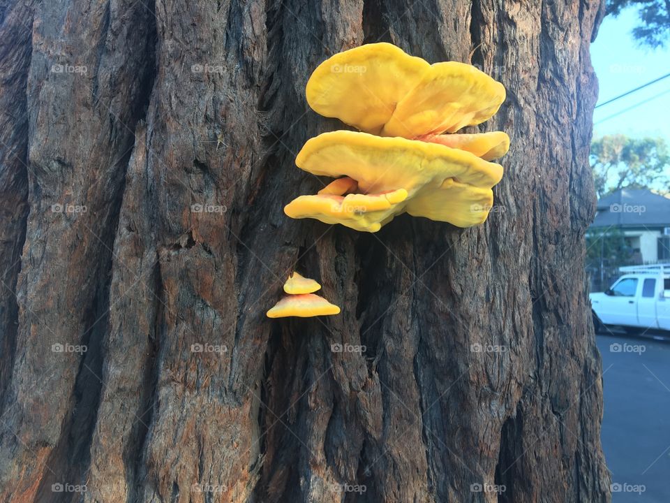 Mushroom on tree bark