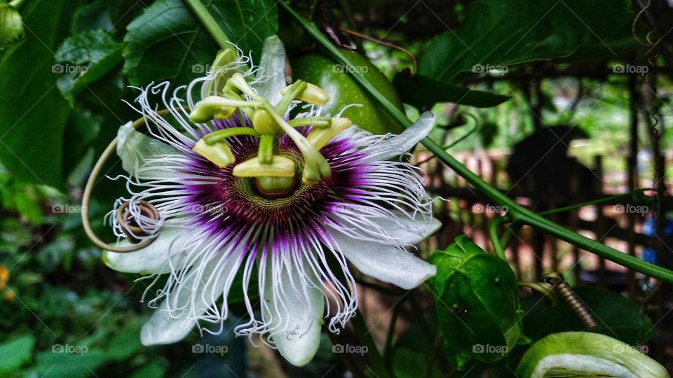 Passion flower in bloom in the garden