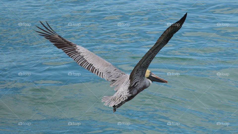 Pelican in Flight