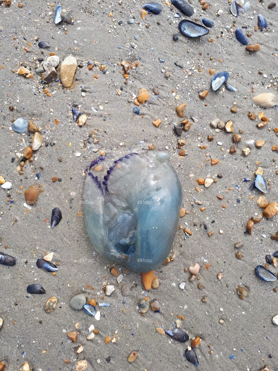 Jellyfish