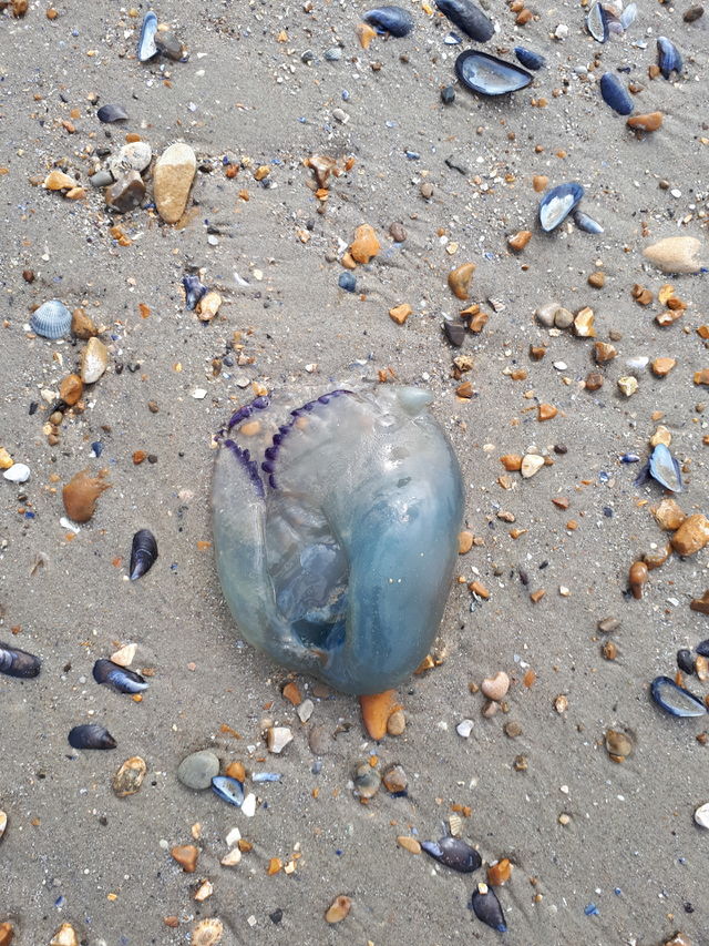 Jellyfish
