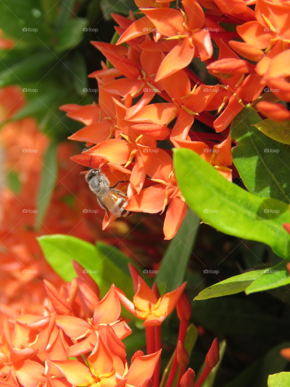 Curious bee exploring colorful flowers.