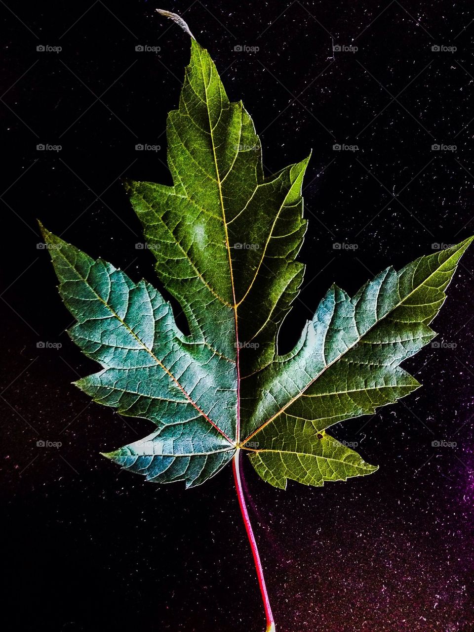 Single Green leaf