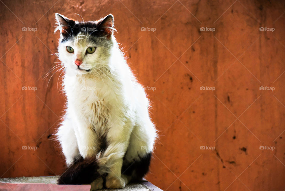 Cat, Mammal, Portrait, No Person, Eye