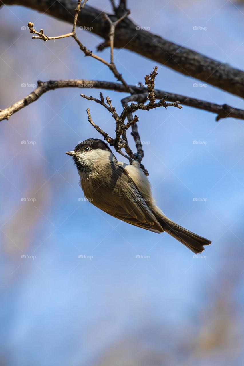 Marsh Tit