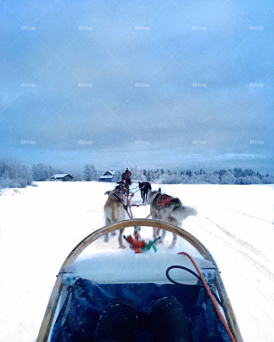 Dog sledding in the arctic 