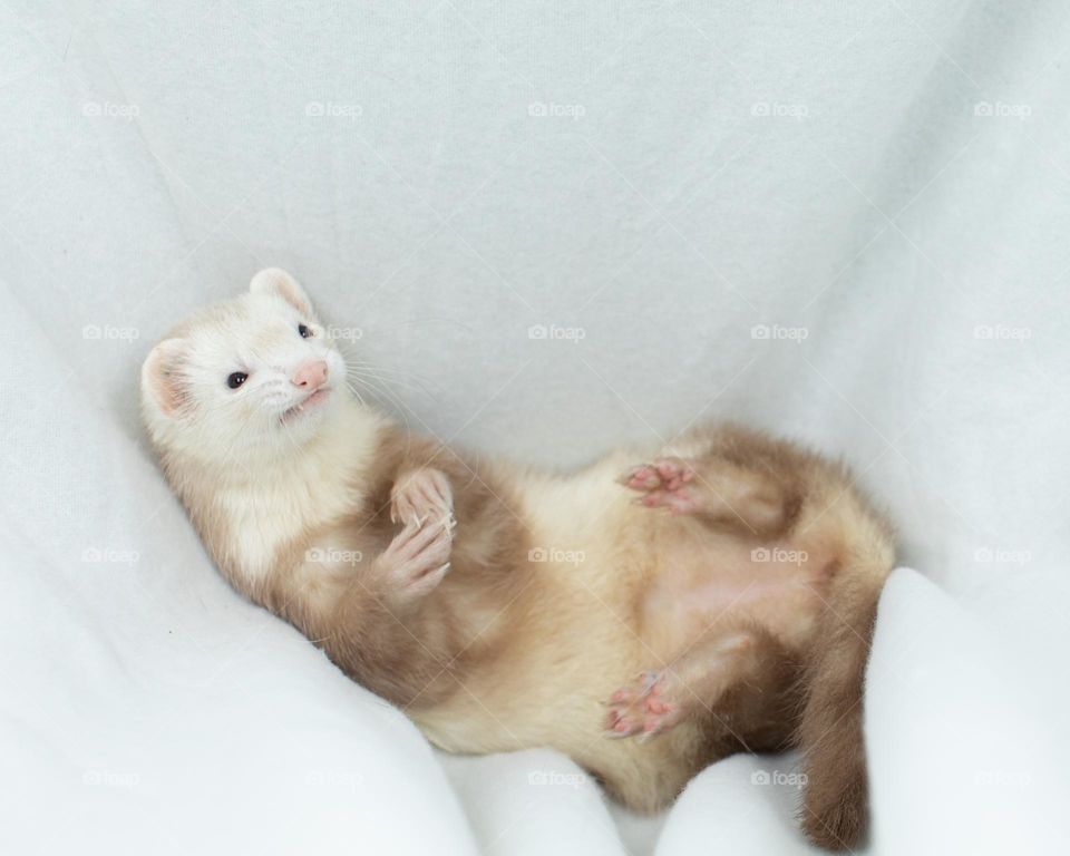 Disgruntled Ferret