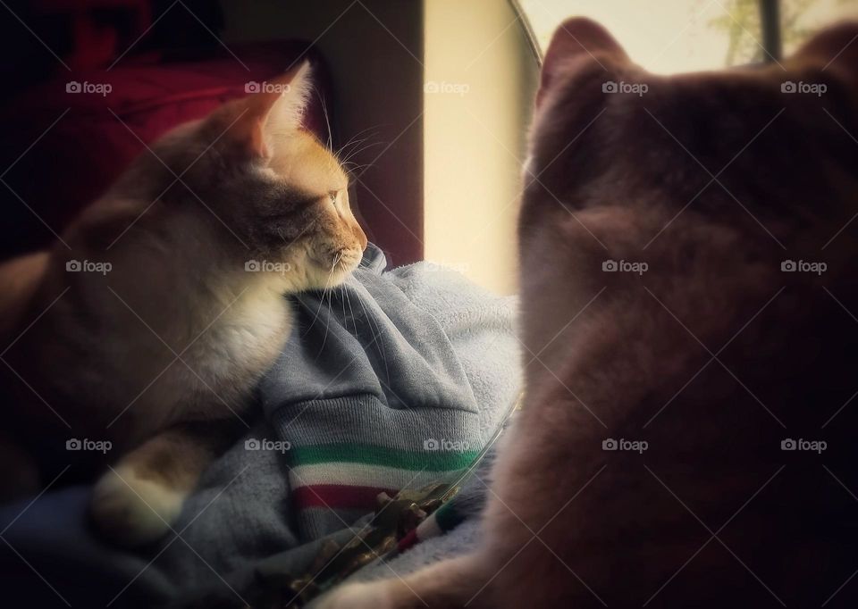 Ginger Kitty Looking Out a Window Reflected in a Mirror