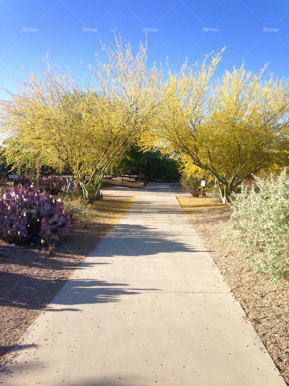 Palo Verde Path
