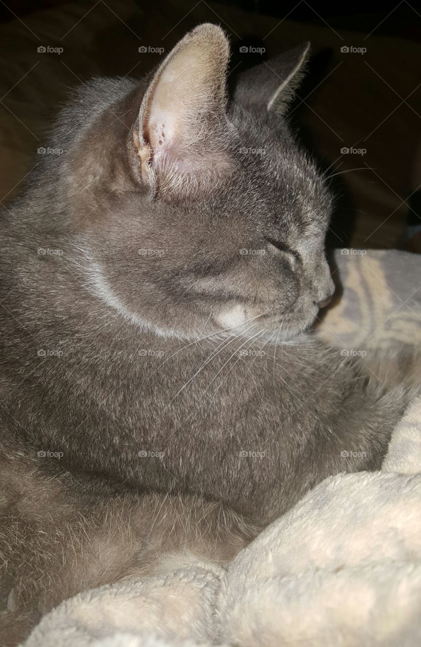 cat relaxing on blanket