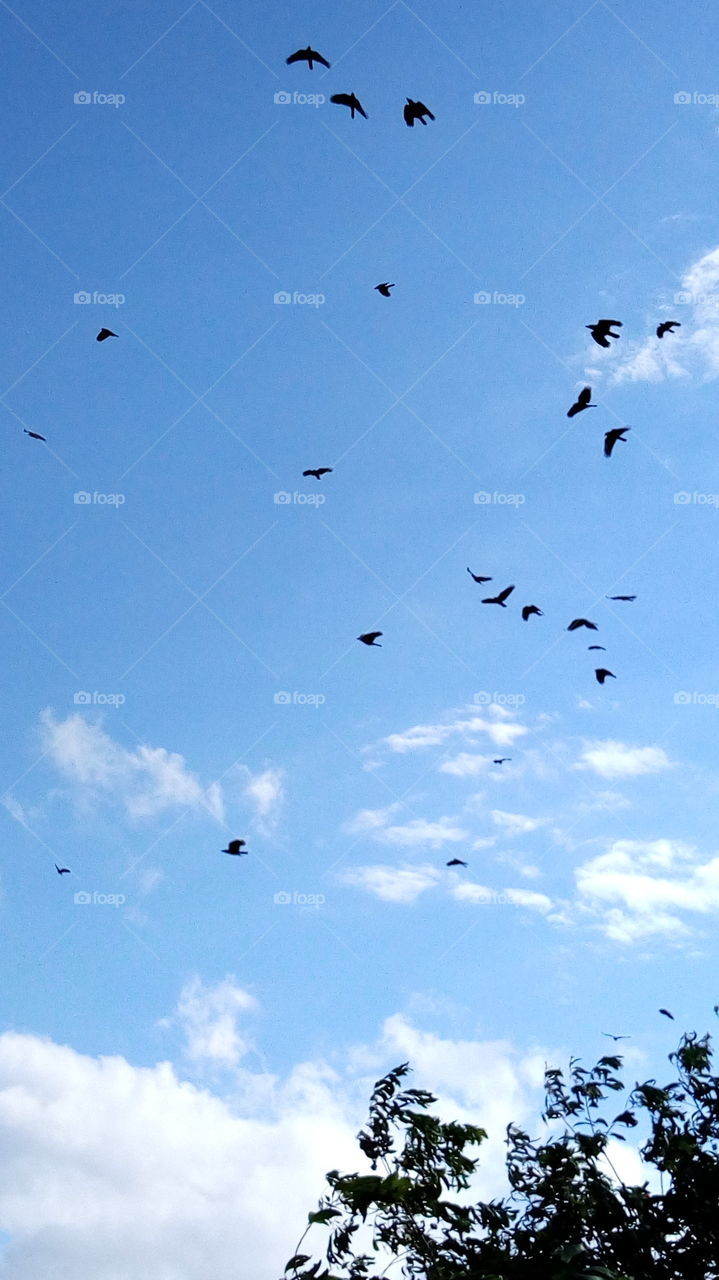 crows on sky