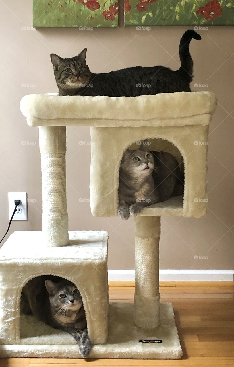 Three beautiful cats.