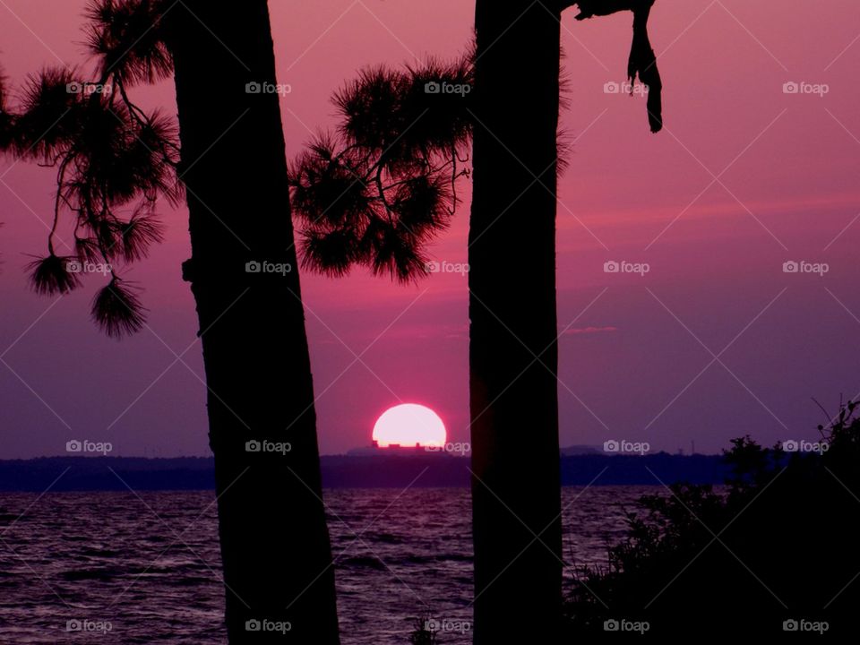 Silhouette of tree near sea