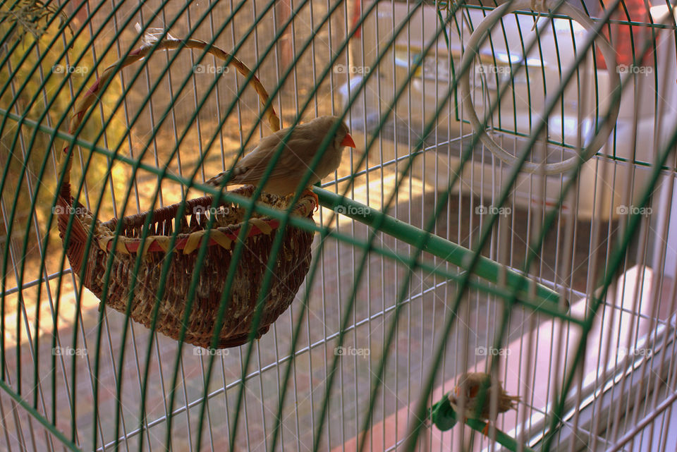 Bird, No Person, Nature, Outdoors, Cage