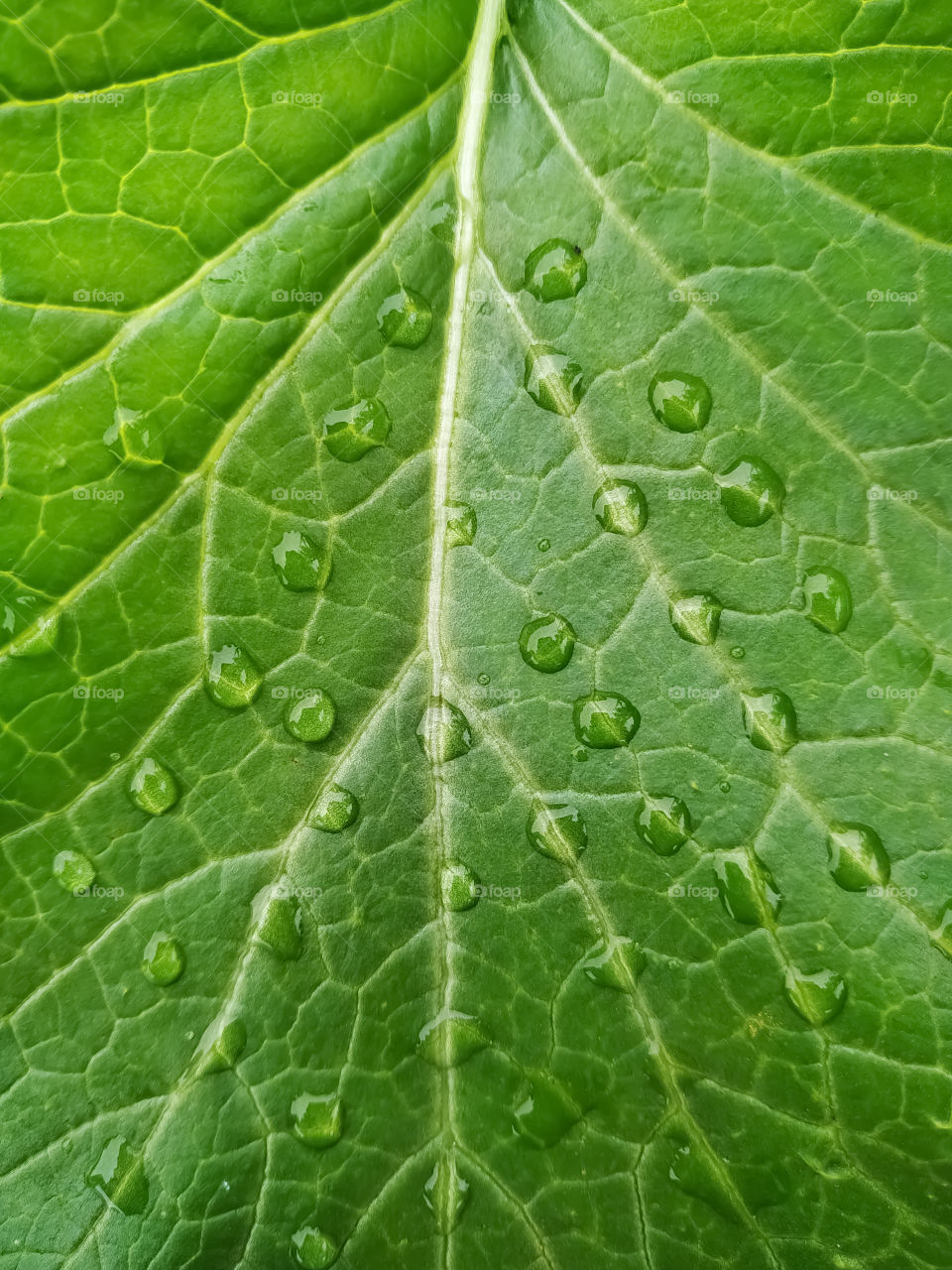 Full frame shot of green leaf drop