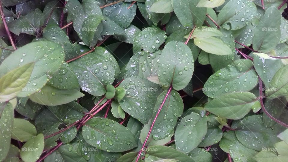 green plant garden environment ecology nature background screensaver yard raindrops water outdoors ivy leafs