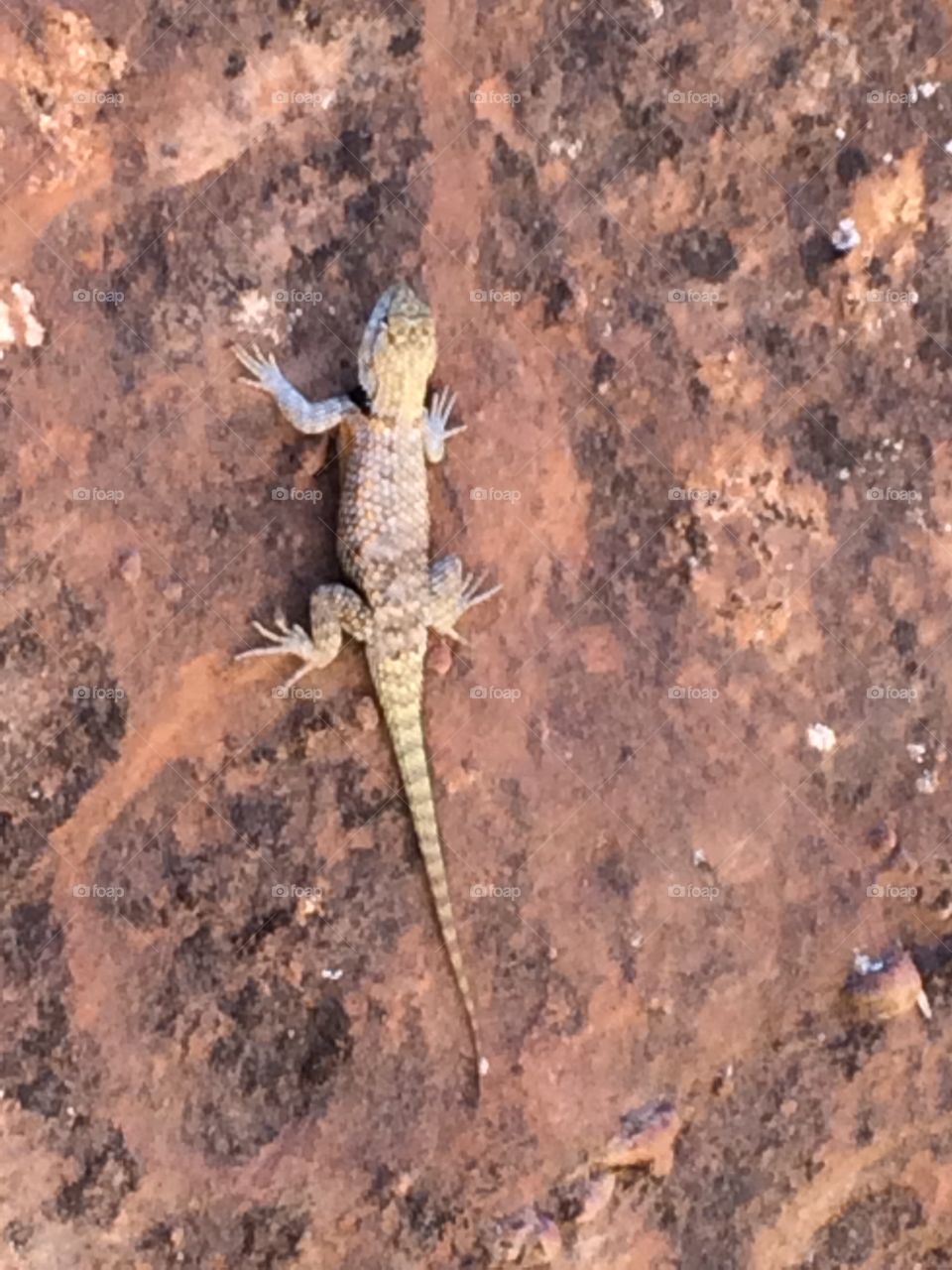 Desert lizard 