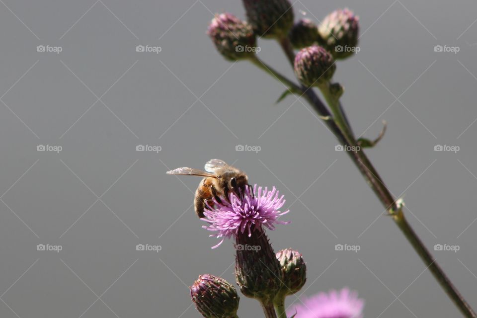 Bee on a thistle.